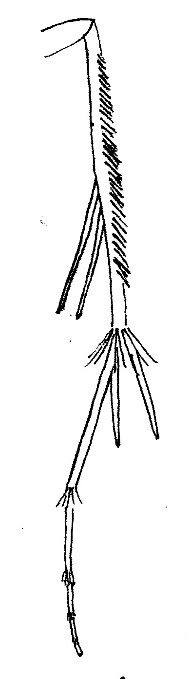 Hindleg of Schreckensteinia festaliella  (Schreckensteiniidae).